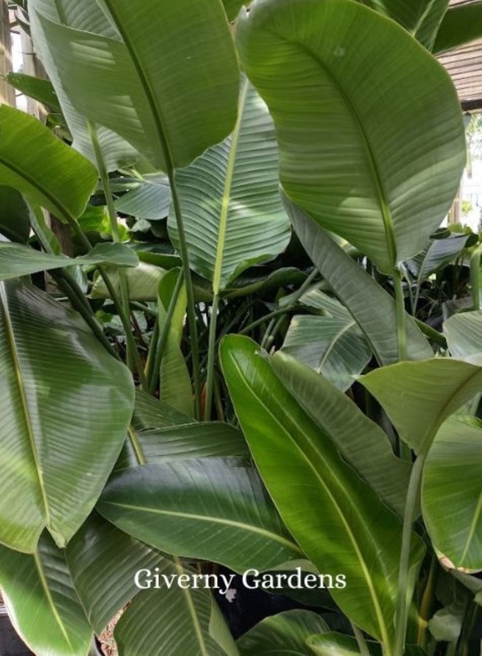 Bird of Paradise - White - Strelitzia nicolai from Giverny Gardens