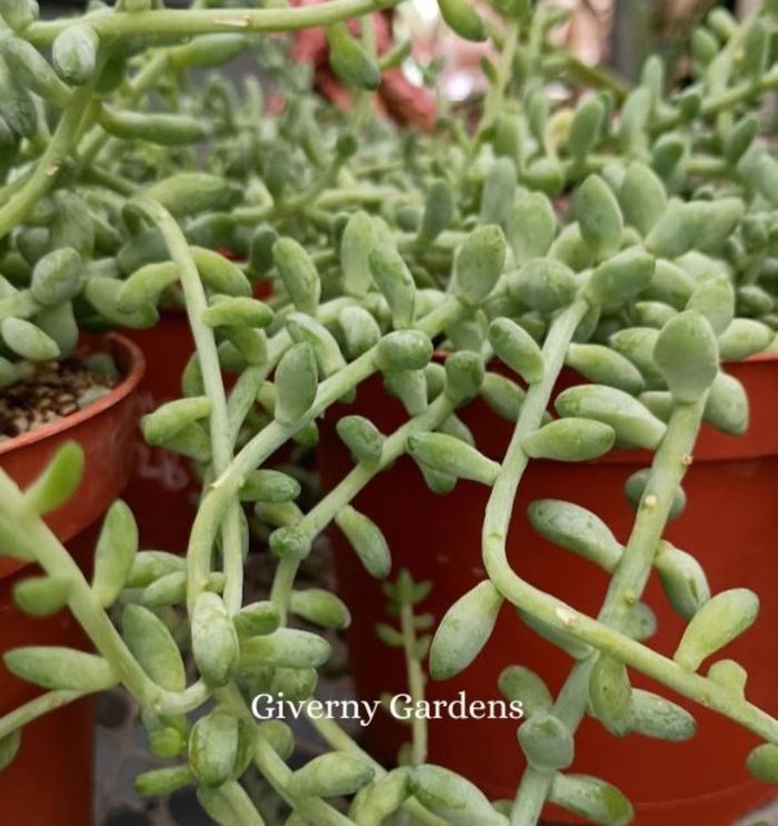Sedum - Stonecrop 'Burro's Tail' - Sedum morganianum from Giverny Gardens