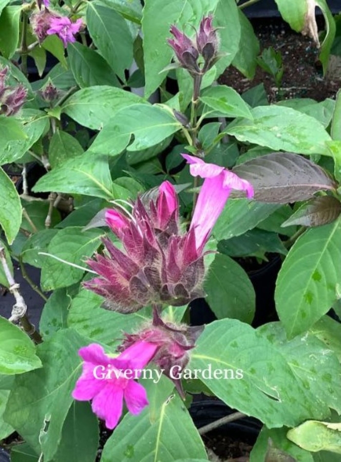 Brazilian Rose - Ruellia macrantha from Giverny Gardens