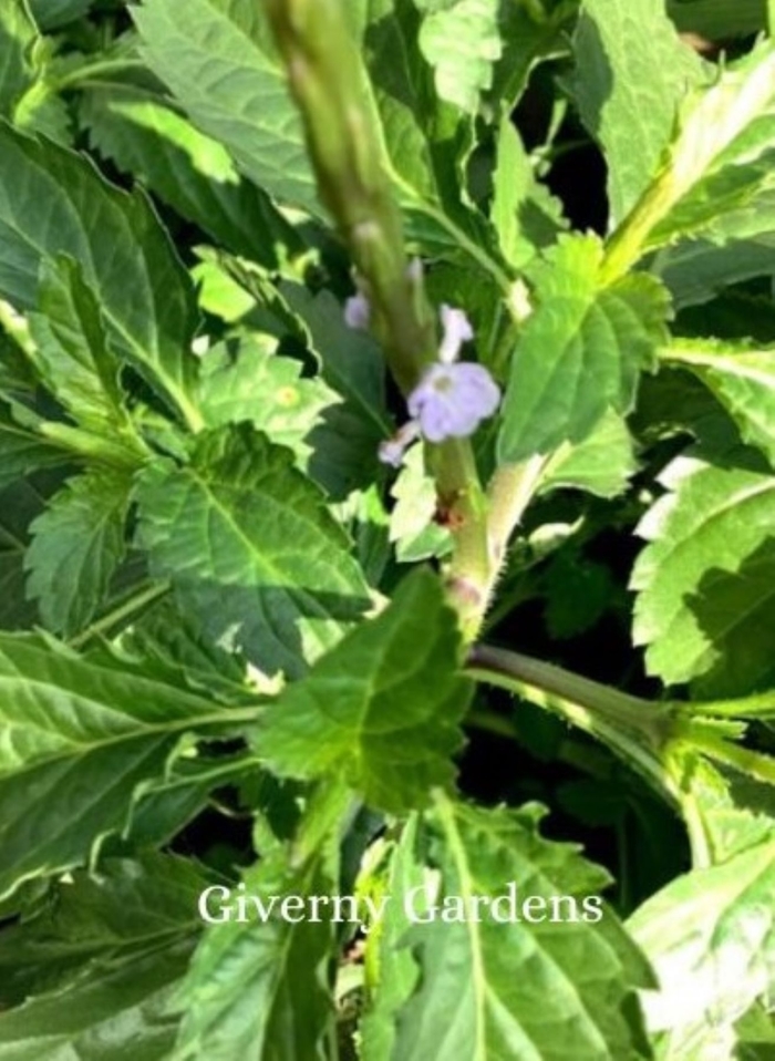 Porterweed - Native Blue - Stachytarpheta jamaicensis from Giverny Gardens