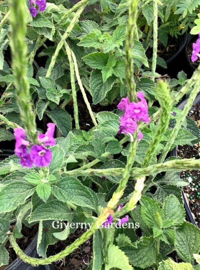 Porterweed - Coral and Blue - Stachytarpheta mutabilis from Giverny Gardens