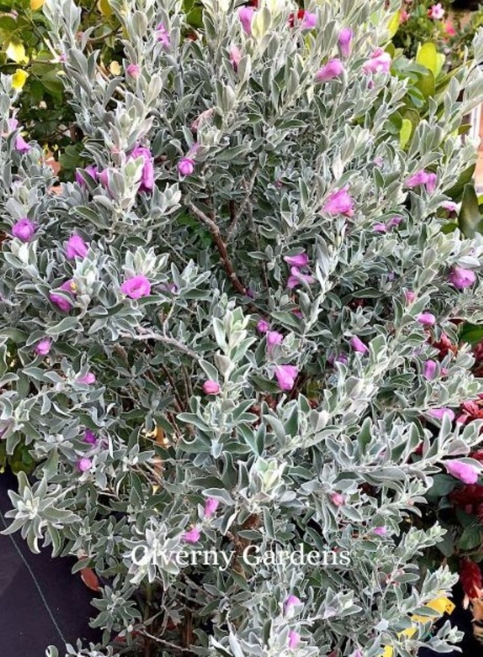 Texas Sage - Leucophyllum frutescens 'Silverado' from Giverny Gardens