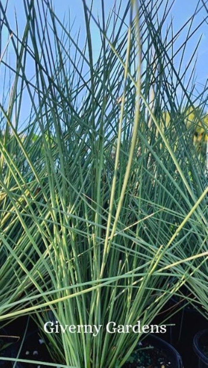 Rush - Blue Arrow - Juncus inflexus from Giverny Gardens