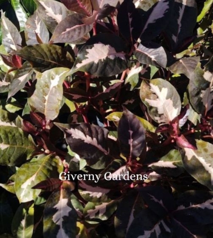Caricature Plant aka Jamaican Croton - Graptophyllum pictum from Giverny Gardens