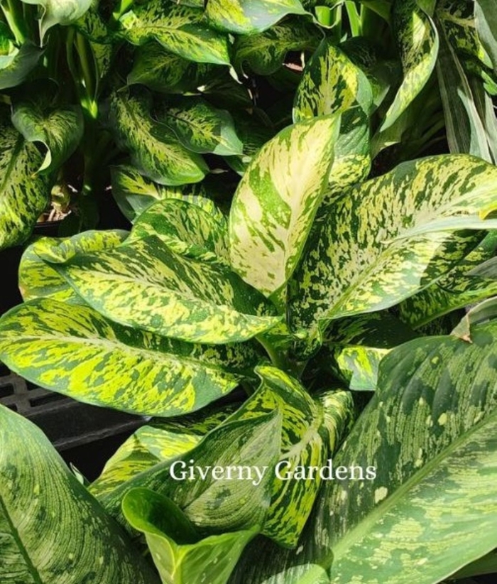 Dieffenbachia - Dumb Cane Assorted Varieties - Dieffenbachia from Giverny Gardens