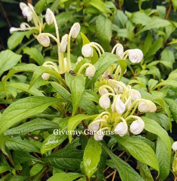 Clerodendrum - Musical Note and Other Varieties - Clerodendrum from Giverny Gardens