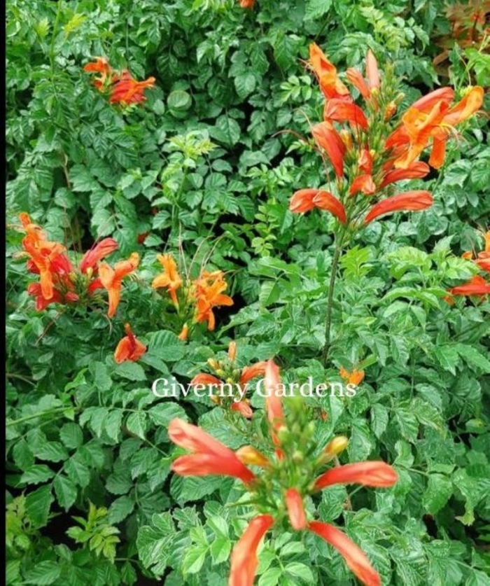 Honeysuckle - Cape - Tecomaria capensis from Giverny Gardens