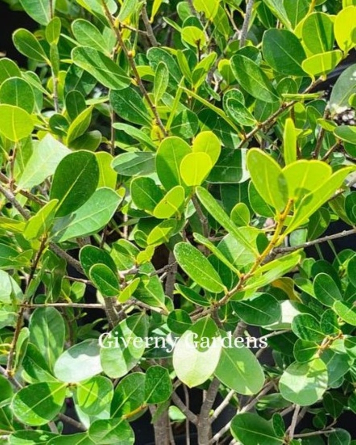 Maidenbush - Savia bahamensis from Giverny Gardens