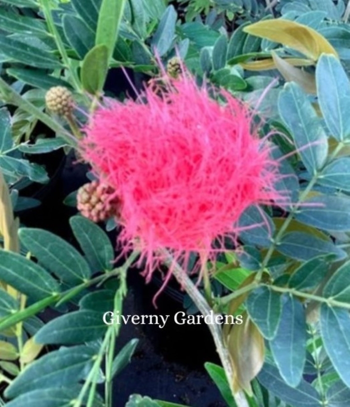 Powderpuff - Various Colors - Calliandra haematocephala from Giverny Gardens