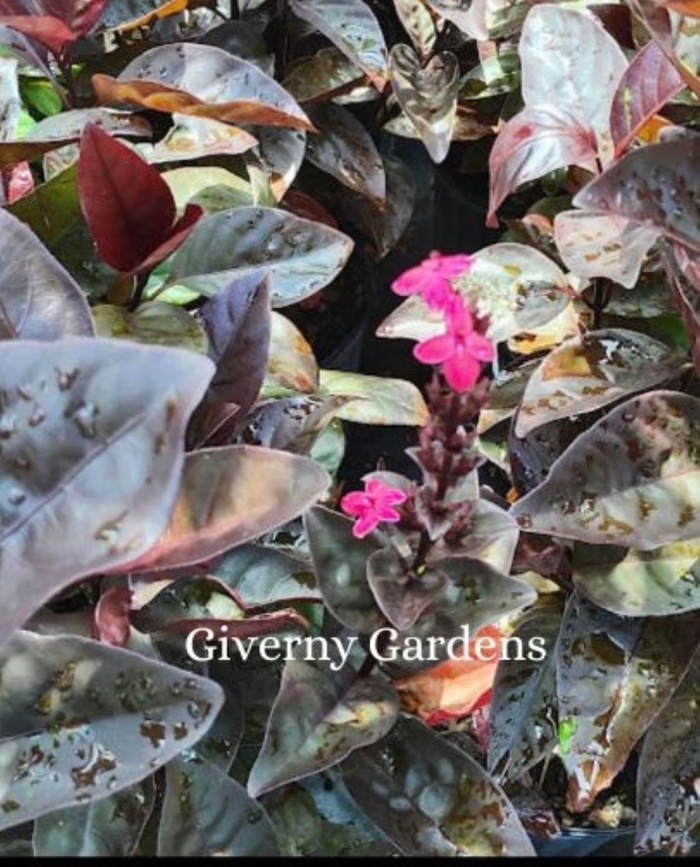 Pseuderanthemum - Black Varnish - Pseuderanthemum atropurpureum 'Black Varnish' from Giverny Gardens