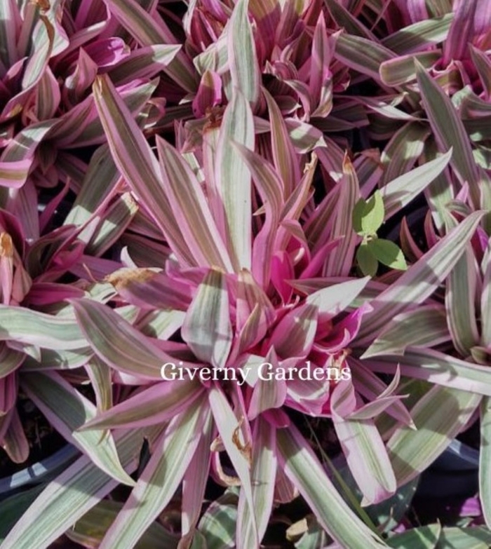 Oyster Plant - Tricolor - Tradescantia spathacea from Giverny Gardens