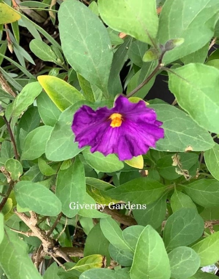 Royal Robe - Solanum rantonnetii from Giverny Gardens